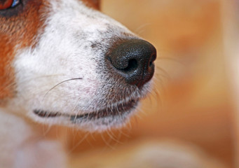 wet dog nose Jack Russell Terrier close-up, horizontal