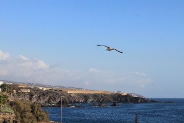seagull flying over the sea