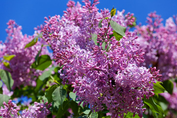 Branches of blooming lilac against the blue sky, close-up