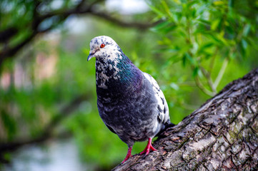 pigeon on a branch