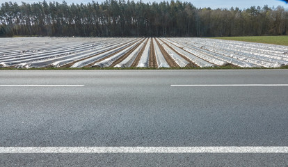 Asparagus field between the grey asphalt strip of a country road and a forest, covered with foil
