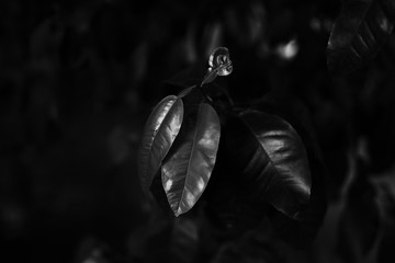 Black and white plant