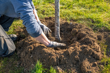 Gärtner bildet einen Gießkranz um einen frisch gepflanzten Baum