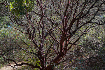 red wooden branch of a tree, napa valley