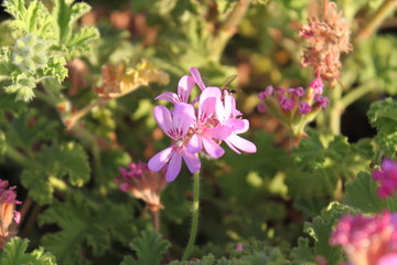 pink flower in the garden