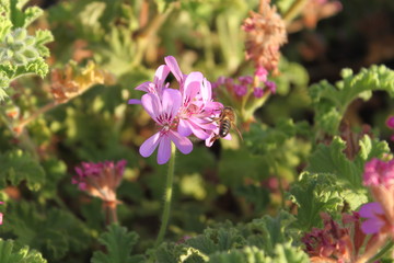 Obraz premium pink flowers in the garden and bee