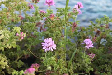 pink and white flowers