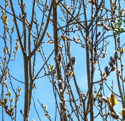 Tit on the branches
