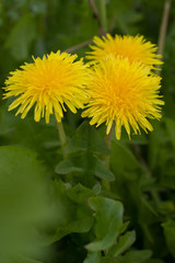 カントウタンポポ