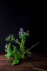 Borage plant with leaves and flowers on wooden table with black background and negative space