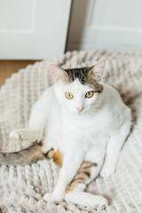 White cat licks on the bed
