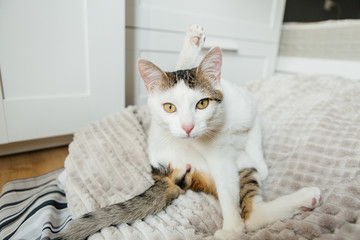 White cat licks on the bed