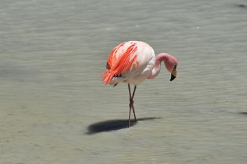 Pink flamingos on a mountain lake in Bolivia.