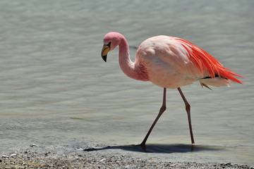 Pink flamingos on a mountain lake in Bolivia.
