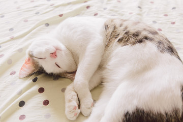 Fototapeta na wymiar White cat on a gray background lies on a sofa
