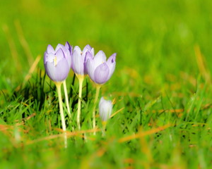 Close up of white crocus flowers in the grass during springtime