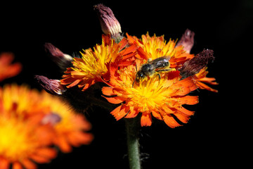 Blüten mit Biene