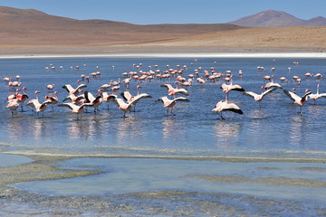 Naklejka premium Pink flamingos on a mountain lake in Bolivia.