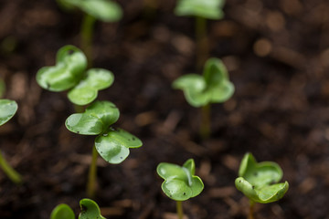 Growing food in urban garden. Radish seedlings growing indoor in containers. Nurticious microgreens