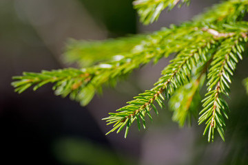 close up of a branch of a pine