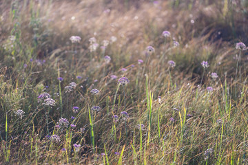Floodplain meadow. Blooming mouse garlic ( Allium angulosum ),  hemispherical umbels of small pink flowers on long pedicels. Bulbs are narrow and elongated