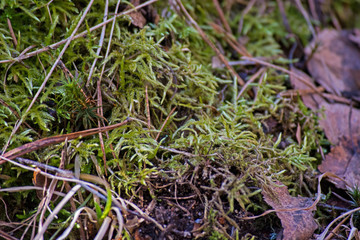 green moss grass
