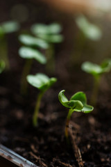 Radish seedlings growing indoor in containers. Nurticious microgreens