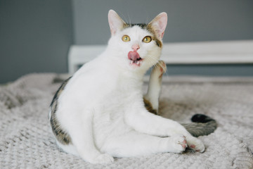 White cat licks on the couch, cat sticks out tongue