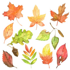 Watercolor autumn green, orange and red leaves set. Collection of isolated hand painted fall season floral elements inspired by forest and garden plants perfect for thankgiving design progects