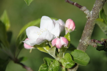 Obraz premium White fresh apple tree bud fertile blossom