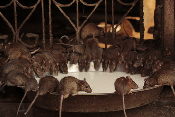 Rat's drinking milk in Karni Mata Temple, Rajasthan, rat temple.