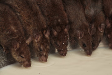 Rat's drinking milk in Karni Mata Temple, Rajasthan, rat temple.