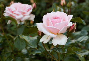 blooming rose rose flower buds in the garden