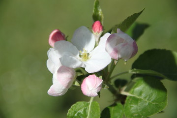 Obraz premium White fresh apple tree bud fertile blossom