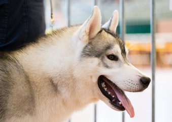Portrait of thoroughbred Siberian Husky dog