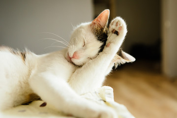 White cat washes on the sofa