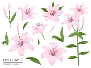 Fototapeta na wymiar Set of isolated pink lily flowers. Cute hand drawing flowers. Vector illustrations on white background.