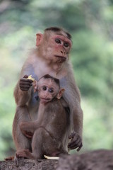 Mom monkey feeds the baby