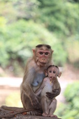 Mom monkey feeds the baby