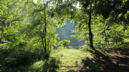 Beautiful forest summer landscape: the lake in the rays of the morning sun. Dawn. Mist over the lake. Natural summer forest background. Hd summer forest wallpapers for desktop.