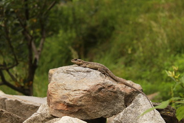 Beautiful lizard sitting on the stone