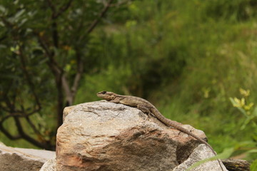 Beautiful lizard sitting on the stone