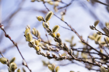 blooming fluffy shoots on willow branches in spring