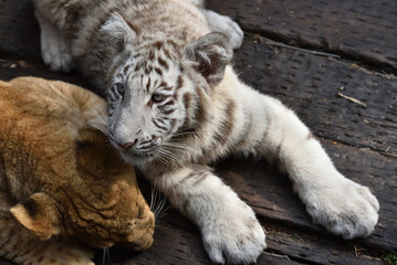 White tiger, a king of cats