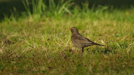 Eine weibliche Amsel sitzt im Frühling am Abend bei Sonnenschein auf einer grünen Wiese, turdus merula