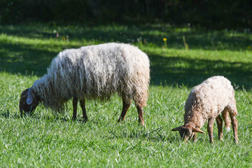 Obraz premium Sheep grazing