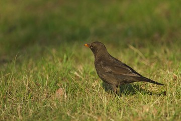 Obraz premium Eine weibliche Amsel sitzt im Frühling am Abend bei Sonnenschein auf einer grünen Wiese, turdus merula