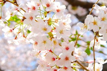 桜