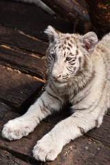 White tiger, a king of cats