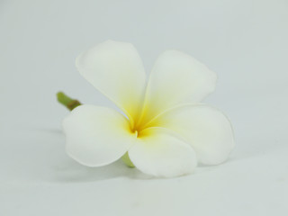 Plumeria flowers in bright colors isolated on white background